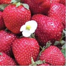 Земляника садовая Снежана Земляника садовая Снежана