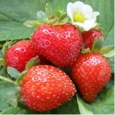 Земляника садовая Свит Эви Земляника садовая Свит Эви