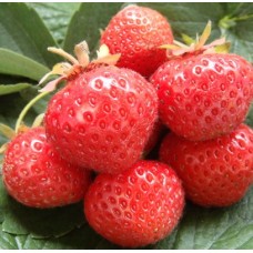 Земляника садовая Сюзи Земляника садовая Сюзи