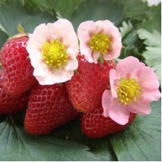Земляника садовая Тарпан Земляника садовая Тарпан