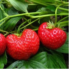 Земляника садовая Троицкая Земляника садовая Троицкая