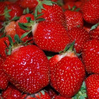 Земляника садовая Верити
