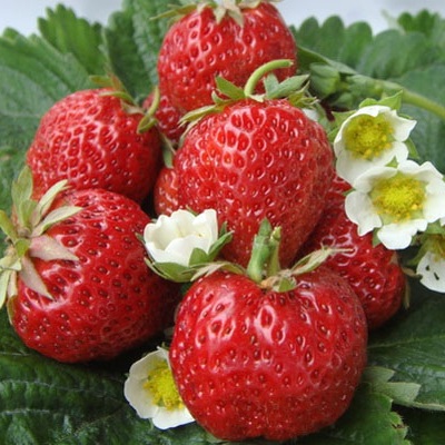 Земляника садовая Викода