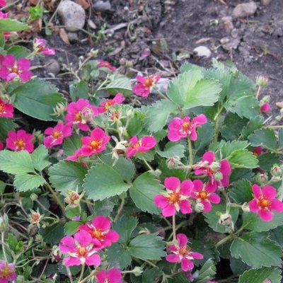 Земляника садовая Вива Росса Земляника садовая Вива Росса