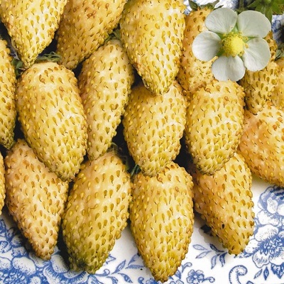 Земляника садовая Желтое Чудо