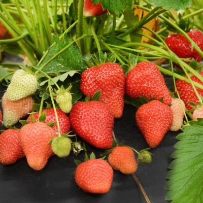 Земляника садовая Газана F1