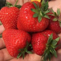 Земляника садовая Априка