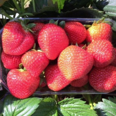 Земляника садовая Арабелла