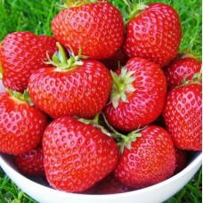 Земляника садовая Фенелла Земляника садовая Фенелла