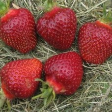Земляника садовая Фернандо Земляника садовая Фернандо