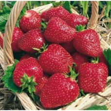 Земляника садовая Фламинго Земляника садовая Фламинго