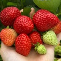 Земляника садовая Хадемар