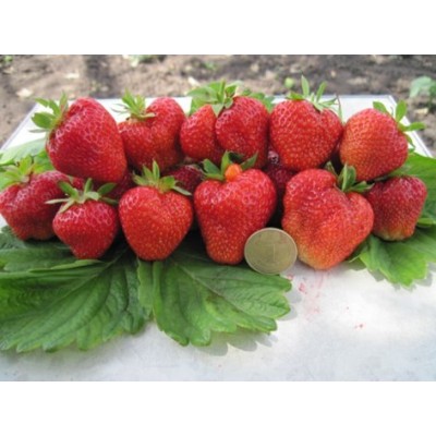 Земляника садовая Кимберли Земляника садовая Кимберли