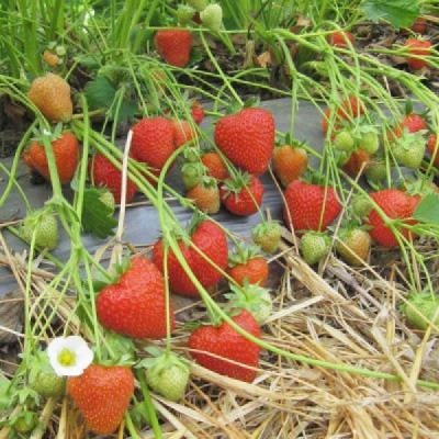 Земляника садовая Кристин Земляника садовая Кристин