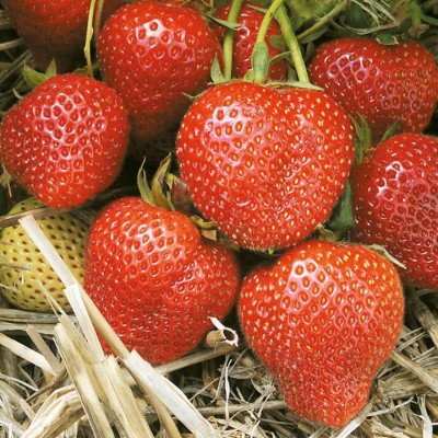 Земляника садовая Кристина