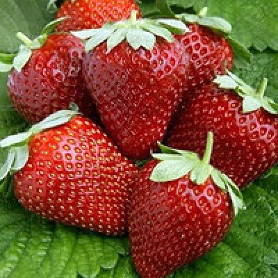 Земляника садовая Магнус