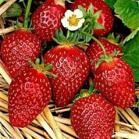 Земляника садовая Мария Земляника садовая Мария