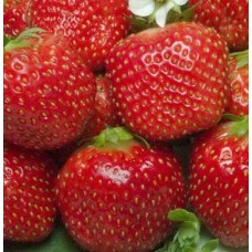 Земляника садовая Опера Земляника садовая Опера