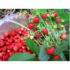 Земляника садовая Сашенька Земляника садовая Сашенька