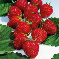 Земляника садовая Сопрано Земляника садовая Сопрано