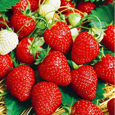 Земляника садовая Верди