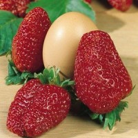 Земляника садовая Зенга Гигана