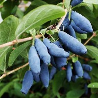 Жимолость съедобная Альтаир Жимолость съедобная Альтаир