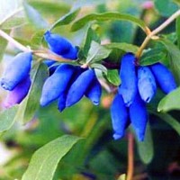 Жимолость съедобная Виола