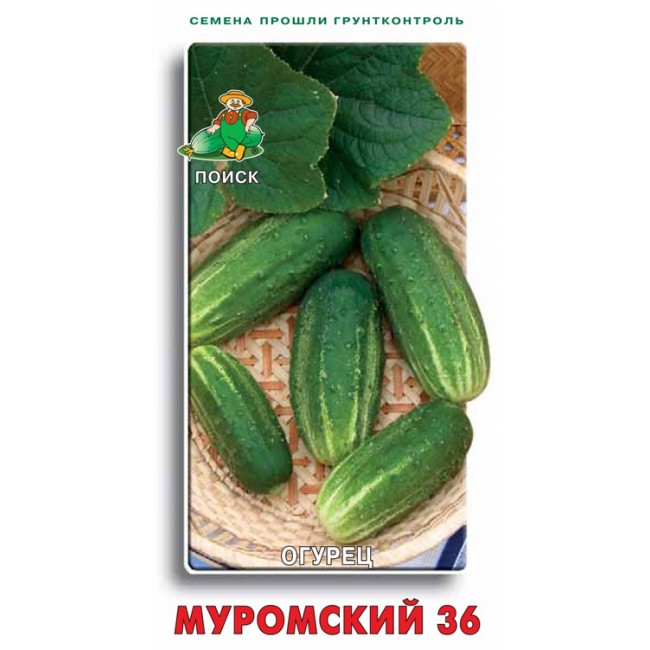 огурец сорт муромский. огурец муромский 36. огурец муромский 36. огурец муромский семена. огурец муромский корнишон.
