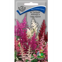 Астильба арендса Смесь окрасок Астильба арендса Смесь окрасок