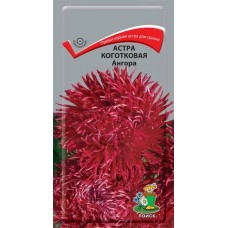 Астра коготковая Ангора