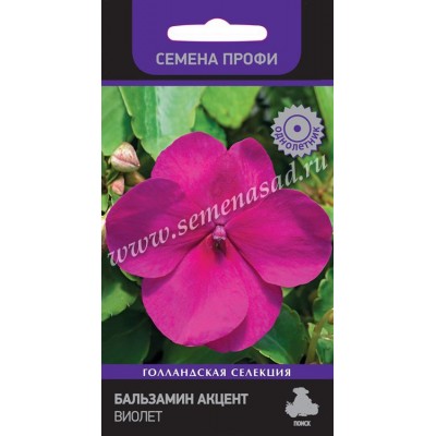 Бальзамин Акцент Виолет
