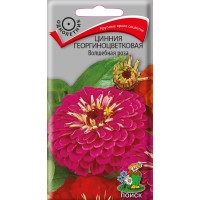 Цинния георгиноцветковая Волшебная роза