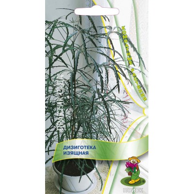 Дизиготека изящная Дизиготека изящная