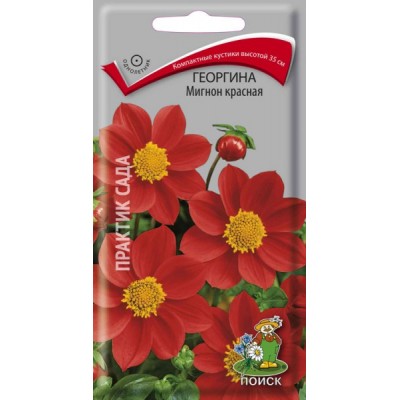 Георгина Мигнон красная