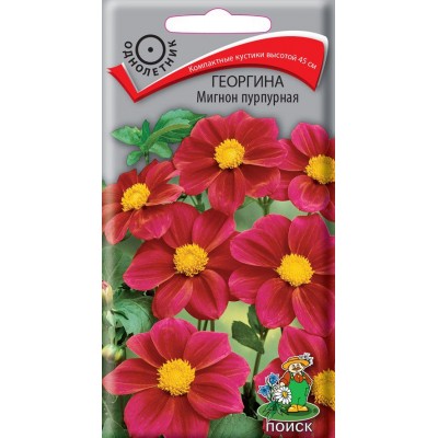 Георгина Мигнон пурпурная