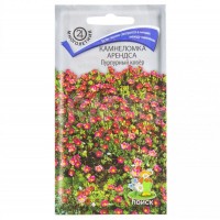 Камнеломка Арендса Пурпурный ковер