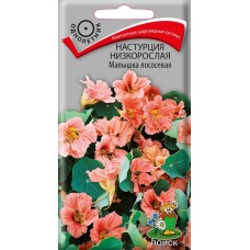 Настурция низкорослая Малышка лососевая Настурция низкорослая Малышка лососевая