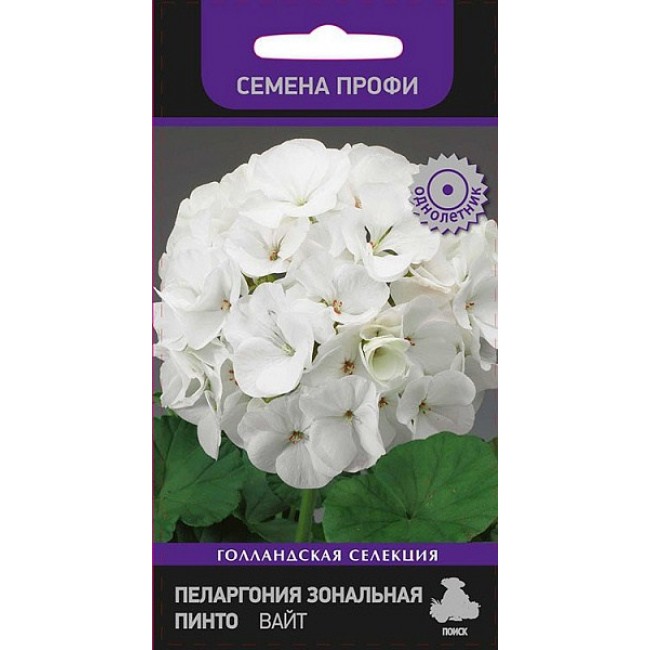 пеларгония пинто вайт. пеларгония пинто премиум. пеларгония пинто вайт. пеларгония садовая пинто премиум вайт. пеларгония садовая пинто премиум вайт.
