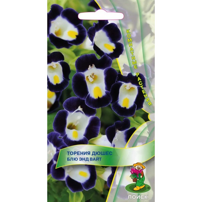 Аквилегия башня темно синяя. Блю энд вайт. Агастахе виват розовый. Аквилегия винки дабл блю энд вайт. Аквилегия винки дабл блу уайт.