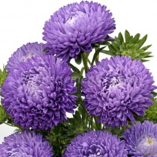 Астра Бьютифул дэй Твайлайт Шейдес