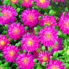 Астра Фан Дип Роуз