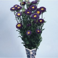 Астра Фан Дип Блю