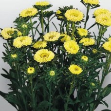 Астра Фан Еллоу