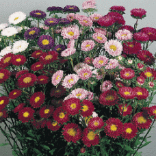 Астра Фан Микс