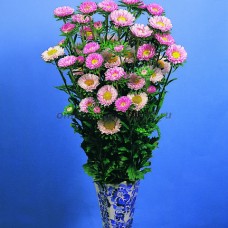 Астра Фан Пинк