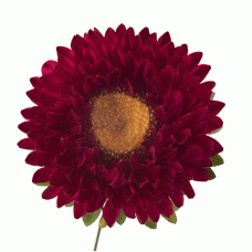 Астра Фан Ред