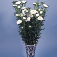 Астра Фан Вайт