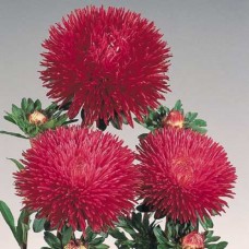 Астра Гала Бургунди