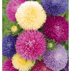 Астра Гала Микс